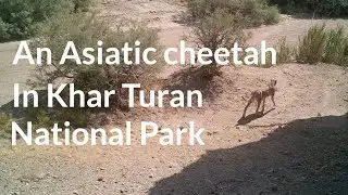 An Asiatic cheetah in Khar Turan National Park