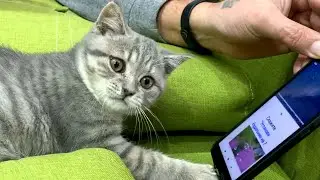 Kitten Street breaks daddy's phone