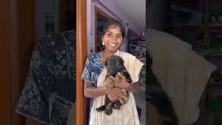 ALL AP&TS TRANSPORT AVAILABLE #hyderabadpets #bestpetsupplies #petsyoutube #tranding