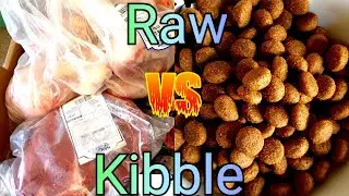 Raw vs Kibble dog food. What food do dogs really want?