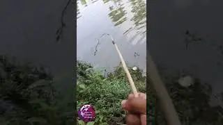 Amazing Primitive Hand Pole Grass Carp Fishing #Viral #Shorts #Trending