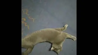 Funny cat😄 And why doesn't he turn his back?