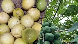 Eikhoi da kei2 hwge  pange yengminase lk o pulp // Mama na loi thajaba ngaktane🌱🌴🍊🍋🍋🍋