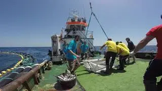 Popstar Project &ndash; Malta Tuna Tagging 2018