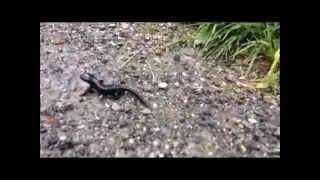 Black Salamander
