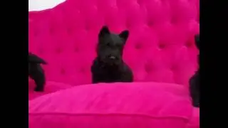 Cachorros Scottish terrier
