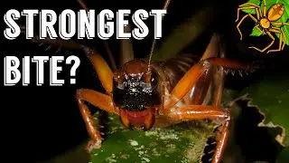 Bulldog Raspy Cricket: SCARIEST Insect in Australia!