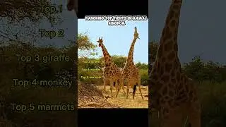 KING OF THE WILD? Top 5 Most Epic Fights 👑 #animals #wildlife #nature #top5 #shorts