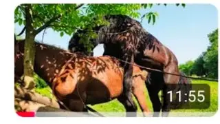 Step by step for horse 🐎 Breeding care from mating to foaling 😇😇 #vrilvideo #horse #viral #viralvide