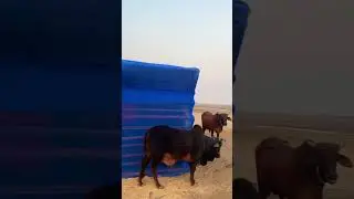 Farming days,golden ending #farmlife #animals #cattlefarm #naturelovers#naturedaily #cattlecare