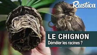 Chignon racinaire : quand faut-il d&eacute;m&ecirc;ler les racines ?