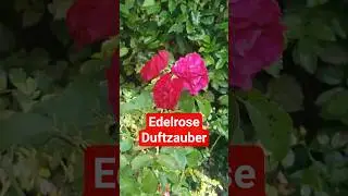 Edelrose Duftzauber im Magdalenengarten #hildesheim im Herbst #2025