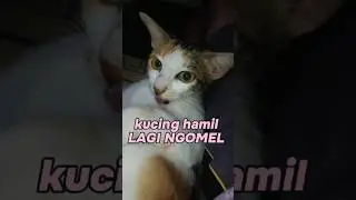 KUCING HAMIL LAGI NGOMEL NGOMEL #kucinghamil #kucinglucu #kucingngomel #meongcantik #meongmeong