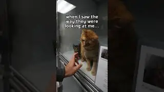 No more Cold rainy days #wholesome #cat