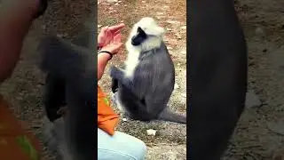 Wild langur monkey eating  bread from my hand and i Icaress him
