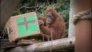 Happy Christmas from Jersey Zoo