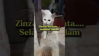 Zinzan Si Kucing Mengucapkan Selamat Malam, Sobat! #fau-chan #zinzansikucing