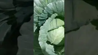 How I protect my veggies from the hurricane  #youtubeshorts #short #farming #food #home #viral