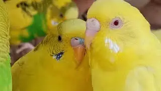 Love Birds | Australian Parrots | Budgies Breeding Pair | Budgies Family🦜🐦😘💕