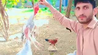 turkey bird _ turkey birds for sale in pakistan _ turkey birds sound _  @Sadambirds-c5k 