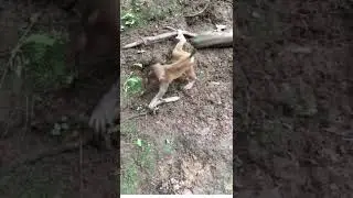 #a super brave baby #poormonkey #babymonkey #monkeys #monkey #animals  #thedodo#saveanimal #shorts