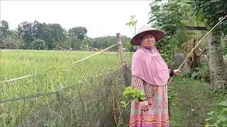 BELUM KAWIN JANGAN TONTON🙅 PENELUSURAN DESA TERPENCIL RUMAH KAMPUNG PEDALAMAN WILAYAH JAWA TENGAH