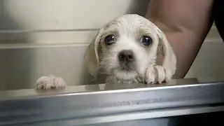 A Home for Four Puppies?