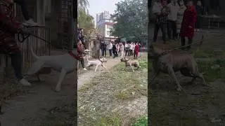 Dogo Argentino and Presa Canario face to face