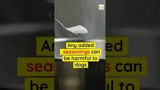 Can Dogs Eat Popcorn Safely - Can Dogs Eat Popcorn With Salt Must See!