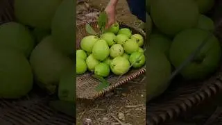 #guavafruit #fruit #guava #guavalovers#viralvideo
