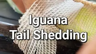 Iguana Tail Shedding | Reptiles Shedding | Helping Shed Iguana