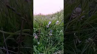 🌸💫 The Secret Beauty of Wildflowers | Nature&rsquo;s Magic Blooms 🌼🌿✨