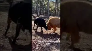 Bull vs Buffalo
