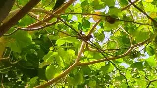 Tinian Monarch, Japanese Defense Caves