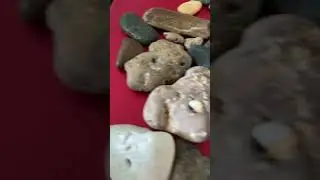 Shark Teeth & Fossils from a Beach Adventure #sharkteeth