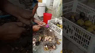 mengupas buah gayam
