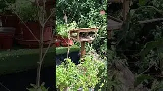 A flying visit from nervous Nigel the robin #epic #wildlife #birdtable #nature #birds