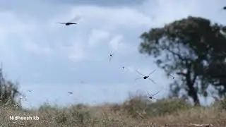 Tiny dragonfly shatters insect migration record, pantala flavescens