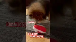 Cute Pomeranian vs dog activity #shorts #cute #fluffy #reels #dogactivities