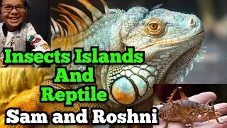 Insects Island and Reptile |Summer holiday 2023, UK.