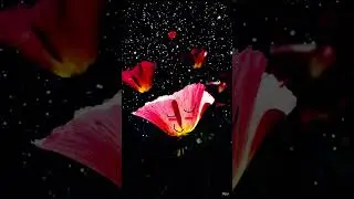 MyPeacefulPlace😍California Poppies🤭#rayoflightfeelthebeat #poppies #flowers #aftertheparty