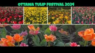 Exploring OTTAWA's Stunning Tulip Festival 2024 #tulipfestivalottawa