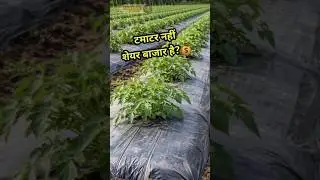 Tamatar ki Kheti ya Stock Market? High Risk, High Profit!