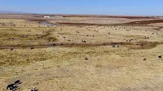 Diyarbakır Hayvancılığı 2024