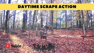 Big Whitetail Buck 'Crab Claws' Works Mock Scrape | Trail Cam Video