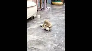 Fluffy Baby Cats Doing the Funniest Things  #CuteKittens #KittenCompilation #FunnyCats #Shorts