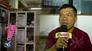 Pasar Ayam dan Sejarah Mester - Cumicam 19 Oktober 2015