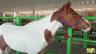 LOS MEJORES CABALLOS PINTOS PARTE DOS DE LA PLAZA GANADERA,RANCHO LAS TABLAS Y PUENTE DE SAN BERNABE