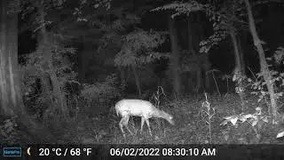 Trail Camera deer and bees