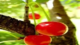 Guindas: beneficios antioxidantes.